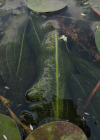 Einzelbild 7 Glänzendes Laichkraut - Potamogeton lucens