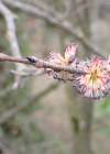 Einzelbild 8 Berg-Ulme - Ulmus glabra