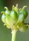 Einzelbild 7 Gold-Hahnenfuss - Ranunculus auricomus aggr.