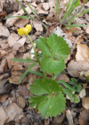 Einzelbild 1 Gold-Hahnenfuss - Ranunculus auricomus aggr.