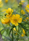 Einzelbild 8 Gold-Hahnenfuss - Ranunculus auricomus aggr.