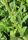 Einzelbild 8 Acker-Vergissmeinnicht - Myosotis arvensis
