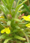 Einzelbild 8 Gelber Günsel - Ajuga chamaepitys