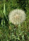Einzelbild 8 Grosser Bocksbart - Tragopogon dubius