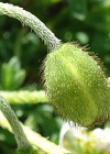 Einzelbild 7 Sendtners Alpen-Mohn - Papaver sendtneri