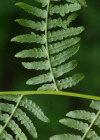 Einzelbild 8 Adlerfarn - Pteridium aquilinum