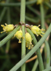 Einzelbild 8 Schweizer Meerträubchen - Ephedra helvetica