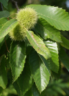 Einzelbild 8 Edel-Kastanie - Castanea sativa