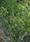 Einzelbild 8 Strauchwicke - Hippocrepis emerus