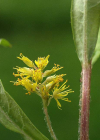 Einzelbild 8 Strauss-Gilbweiderich - Lysimachia thyrsiflora