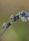 Einzelbild 8 Buntes Vergissmeinnicht - Myosotis discolor
