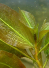 Einzelbild 8 Glänzendes Laichkraut - Potamogeton lucens