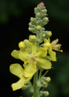 Einzelbild 1 Lampen-Königskerze - Verbascum lychnitis