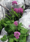 Einzelbild 1 Grauer Alpendost - Adenostyles alliariae