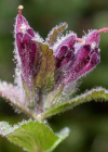 Einzelbild 8 Alpenhelm - Bartsia alpina