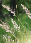 Einzelbild 8 Berg-Reitgras - Calamagrostis varia
