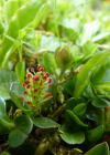 Einzelbild 8 Quendelblättrige Weide - Salix serpillifolia
