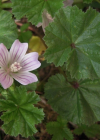 Einzelbild 8 Kleine Malve - Malva neglecta