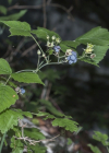 Einzelbild 8 Blaue Brombeere - Rubus caesius