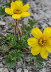 Einzelbild 8 Kriechende Nelkenwurz - Geum reptans