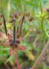 Einzelbild 8 Schlitzblättriger Storchschnabel - Geranium dissectum