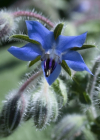 Einzelbild 8 Borretsch - Borago officinalis