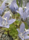 Einzelbild 8 Mont Cenis-Glockenblume - Campanula cenisia