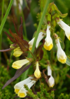Einzelbild 8 Wiesen-Wachtelweizen - Melampyrum pratense