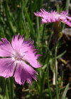 Einzelbild 1 Grenobler Nelke - Dianthus gratianopolitanus