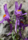 Einzelbild 8 Jura-Leinkraut - Linaria alpina subsp. petraea