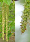 Einzelbild 8 Hopfenbuche - Ostrya carpinifolia