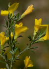 Einzelbild 8 Behaarter Ginster - Genista pilosa