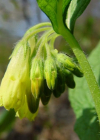 Einzelbild 8 Knotige Wallwurz - Symphytum tuberosum