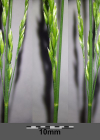 Einzelbild 6 Hain-Rispengras - Poa nemoralis