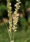 Einzelbild 7 Wimper-Perlgras - Melica ciliata