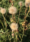 Einzelbild 7 Scharfes Berufkraut - Erigeron acris