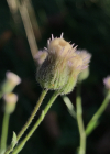 Einzelbild 8 Scharfes Berufkraut - Erigeron acris