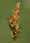 Einzelbild 8 Glanz-Segge - Carex liparocarpos