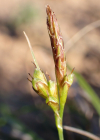 Einzelbild 8 Hallers Segge - Carex halleriana