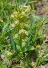 Einzelbild 8 Grüne Hohlzunge - Coeloglossum viride