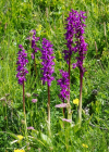 Einzelbild 7 Männliches Knabenkraut - Orchis mascula
