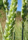 Einzelbild 8 Saat-Weizen - Triticum aestivum