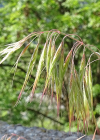 Einzelbild 8 Dach-Trespe - Bromus tectorum