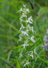 Einzelbild 8 Weisses Breitkölbchen - Platanthera bifolia