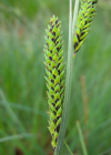 Einzelbild 8 Steife Segge - Carex elata
