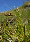 Einzelbild 6 Haarstielige Segge - Carex capillaris
