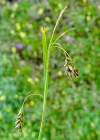 Einzelbild 7 Haarstielige Segge - Carex capillaris