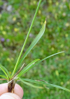 Einzelbild 8 Haarstielige Segge - Carex capillaris