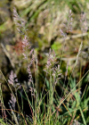 Einzelbild 8 Schaf-Schwingel - Festuca ovina aggr.
