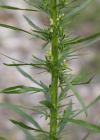 Einzelbild 8 Kanadisches Berufkraut - Conyza canadensis
